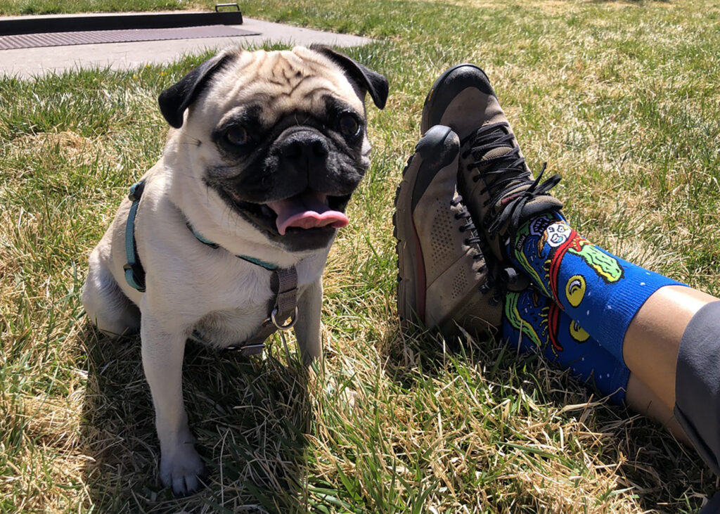 Pug